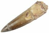 Fossil Spinosaurus Tooth - Restored Tip #368057-1